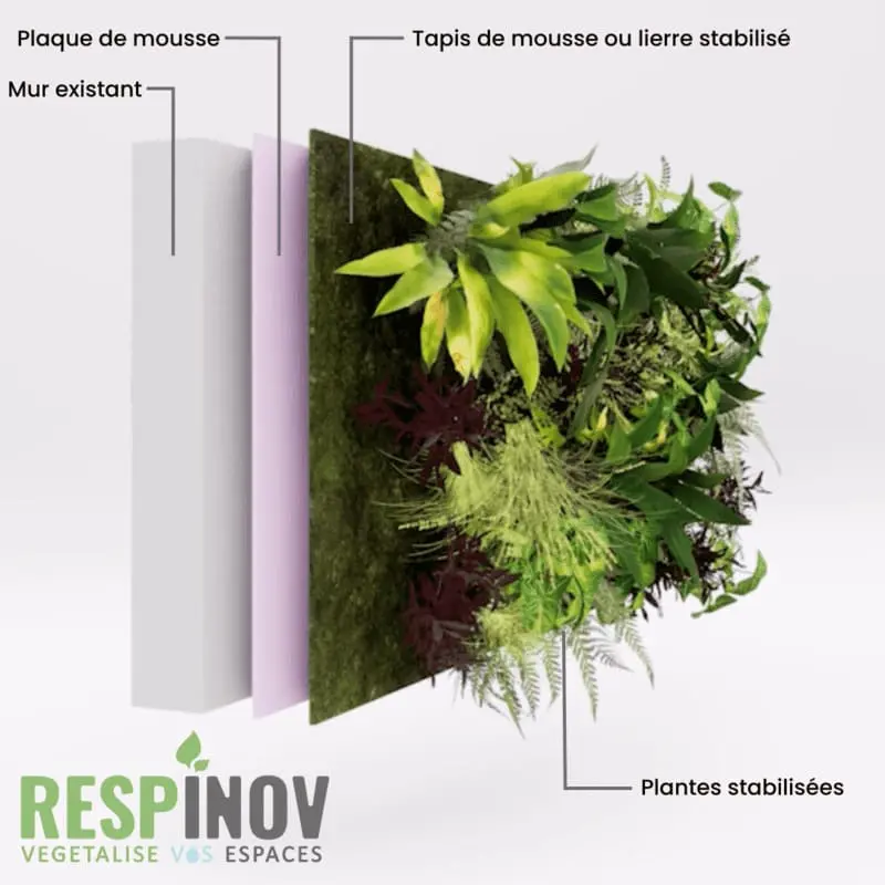 La différence entre un mur végétal et un mur végétal stabilisé